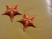 Twin Starfish